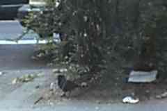 Amsel auf der Hauffstr