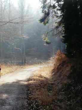 Waldweg